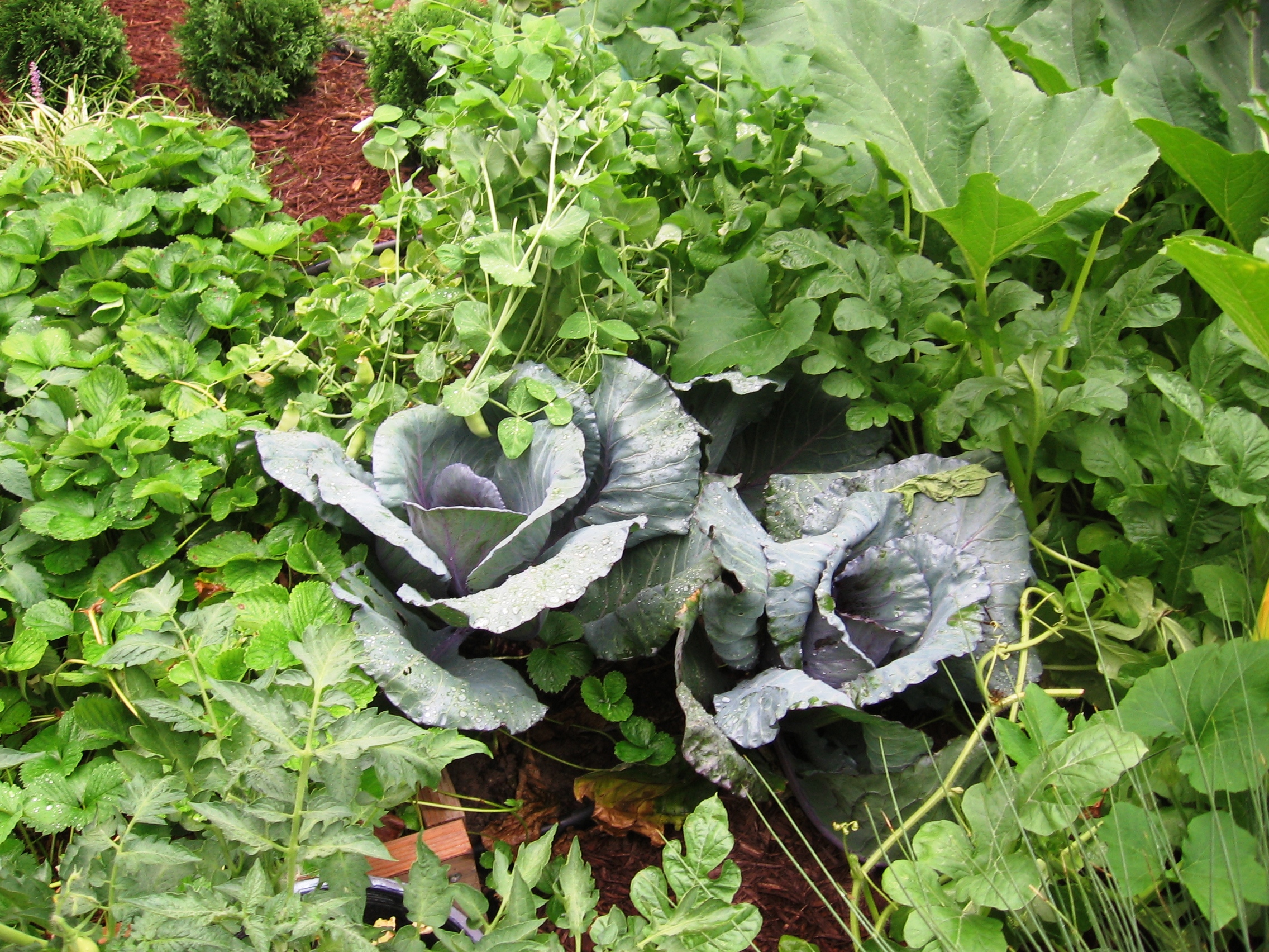 Purple cabbage from Chris's first garden at age 9 — grown from his own blueprint