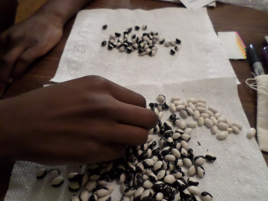 Chris sorting calypso beans he saved himself — seed saving began in childhood