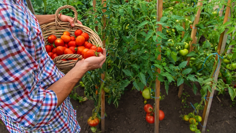 Master Grower mentoring a participant