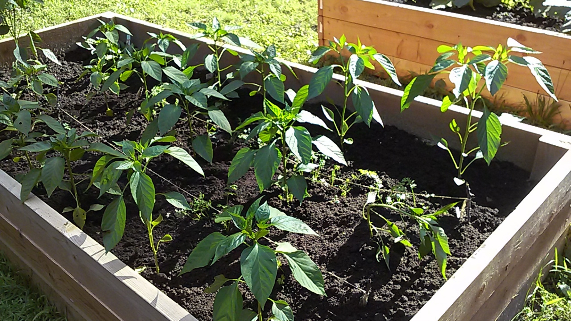 The Detroit community garden where it all started — soil, seedlings, and the beginning of something larger
