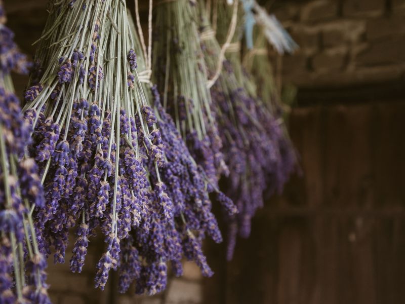 Botanical Wisdom