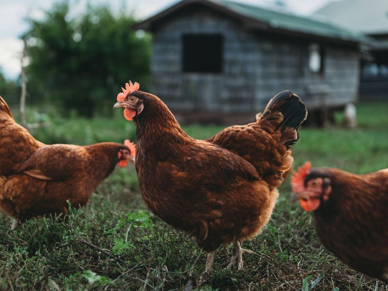 Regenerative Farming