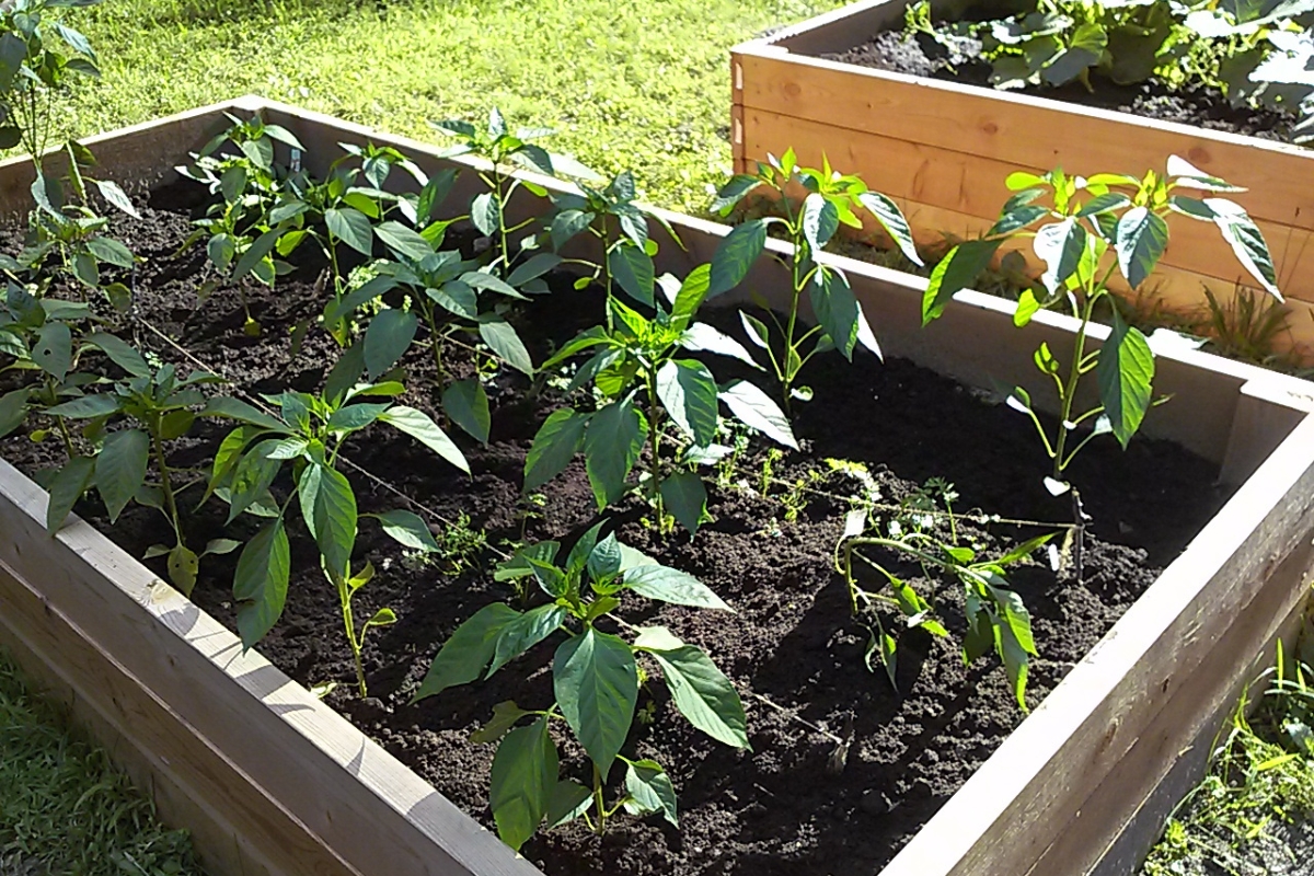 The original raised bed garden — where BodyTruth Family Farms began